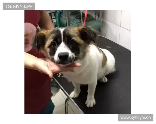 张楠家的狗吃的都比我一个月工资高